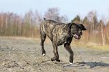 CANE CORSO 805
